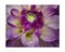 Dahlia Close Up by Dennis Frates Wall Art Décor 13 ½ x 17 Art Print